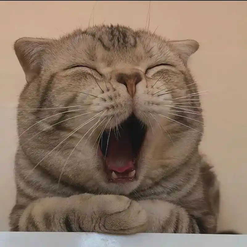 网络收藏几组可爱#猫咪头像 #猫咪 @巴尔 - 抖音