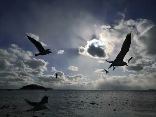 海燕～冬日里海上的精灵