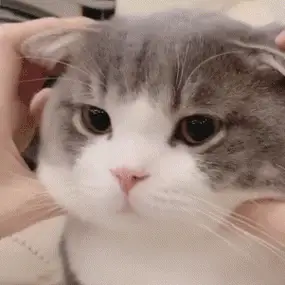 表情包:超可爱的萌宠猫咪动态静态表情包_时候_种类