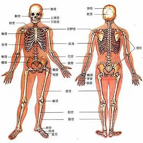 四体二用是谁提出来的 体用什么意思?如何解释?