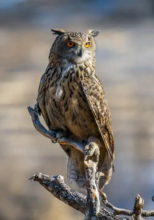 再拍雕鸮凶猛擒,摄影:孙奎连 倪艳荣,后期:孙奎连 倪艳荣,编辑:孙奎连