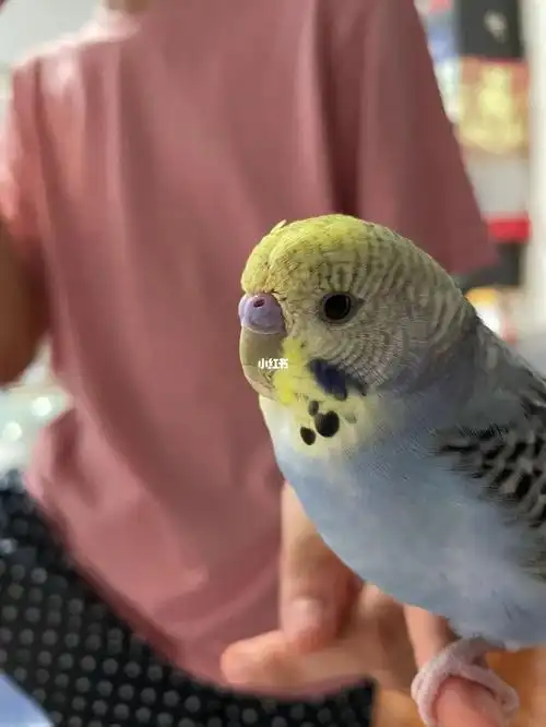 这虎皮鹦鹉嘴巴正常吗