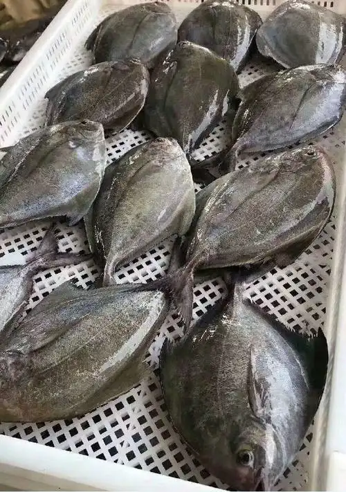 2斤包邮黑鲳鱼乌鲳鱼灰鲳海鲜大鲳鱼新鲜海捕海鱼海鲜水产