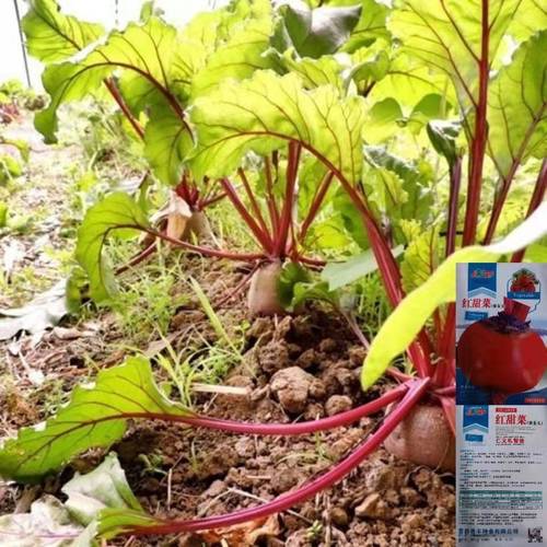 原装正品红甜菜种子紫菜头健康美味蔬菜种糖菜甜菜头种子血红