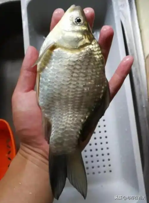 浅析常见的鲫鱼品种-别再见到大鲫鱼就说是工程鲫啦