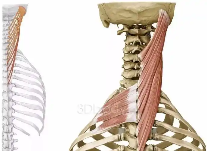 搞定颈后大包先看头颈夹肌