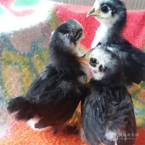 元宝鸡鸡苗批发促销价格