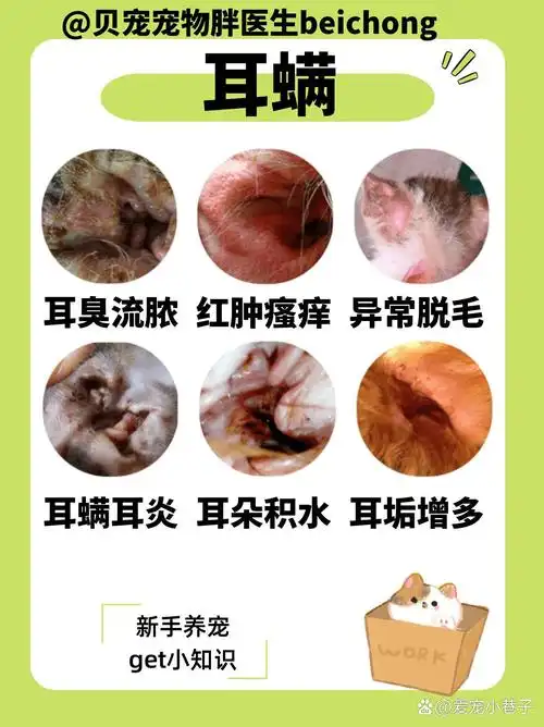 养猫经验/猫咪耳螨6015预防治疗处理方案