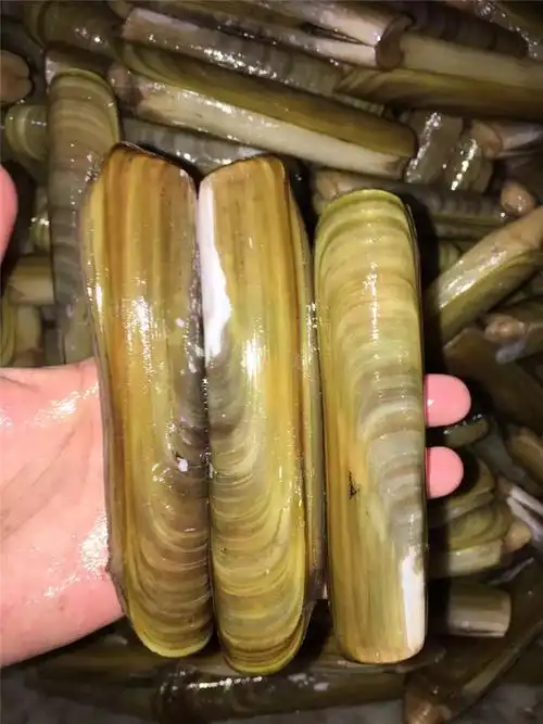 连云港海产品批发海鲜竹蛏蛏子王优质鲜活产地直销