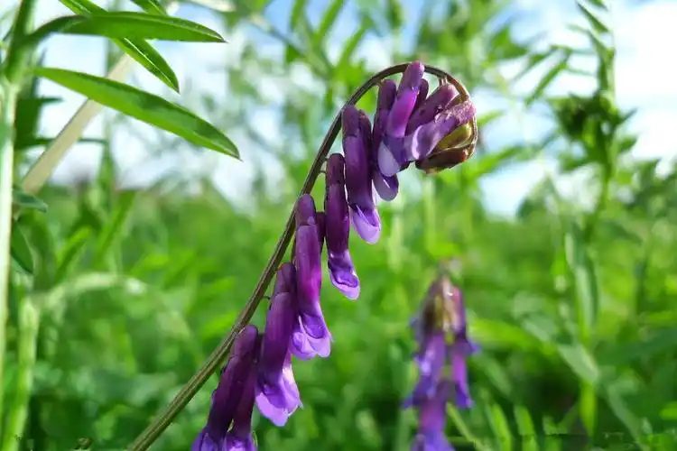 果园绿肥种子光叶紫花苕长柔毛野豌豆毛苕子养蜂蜜源植物牧草草籽