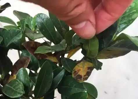 栀子花炭疽病发病原因