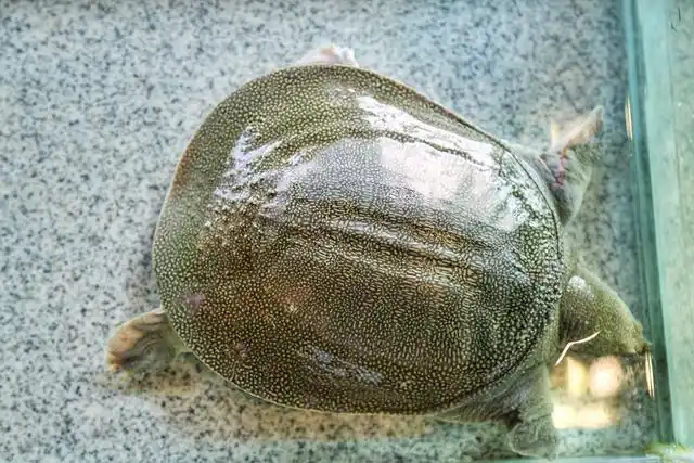 汉阳大圣甲鱼多少钱 甲鱼加盟