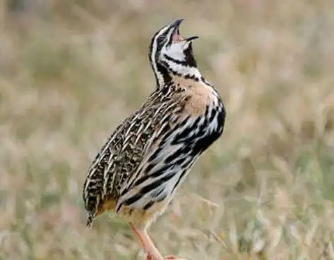 鹌鹑不叫怎么办?教你一招让你样的鹌鹑日夜鸣叫.