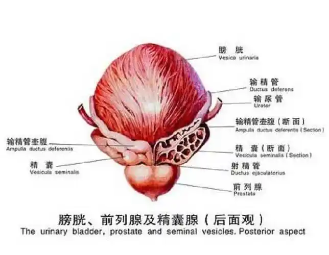 悦健康|养护前列腺 男性首先要这样做