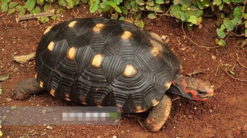 红腿陆龟是当地的食物,幸好被发现成了宠物,否则它们世代都是被吃的