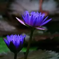 蓝莲花高清头像图片【点击鼠标右键下载】