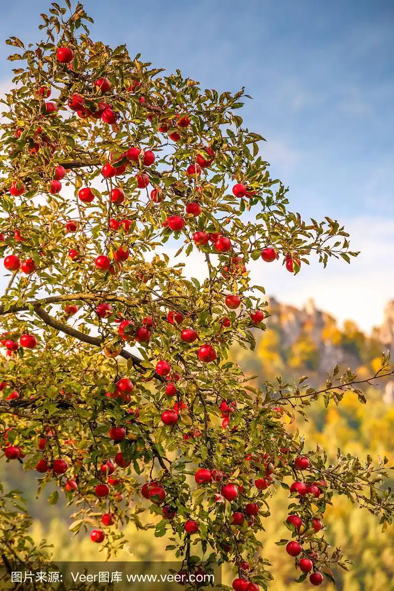 树上成熟的红苹果.