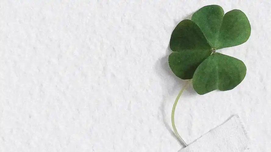 希望四叶草带来好运的图片