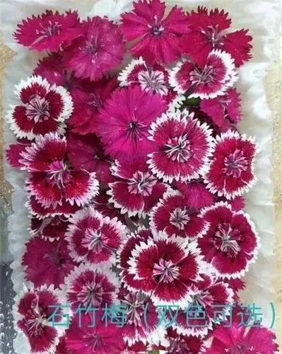 30种摆盘用的花草做厨师的一定要知道