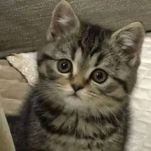 纯种中华田园猫狸花猫猫咪活体活物幼崽宠物猫家养捕鼠猫虎斑英短