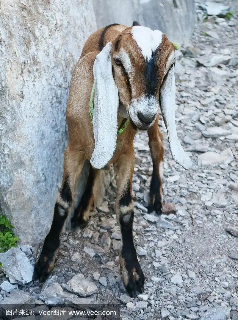 年轻的努比亚山羊