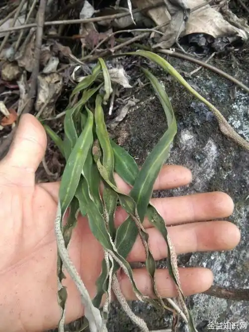 化石草的功效与作用