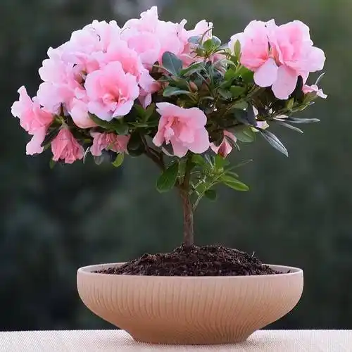 要过年了,家里养"5种喜庆花",很抗寒很鲜艳,花繁叶茂很漂亮