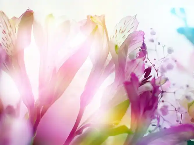 清新淡雅唯美背景