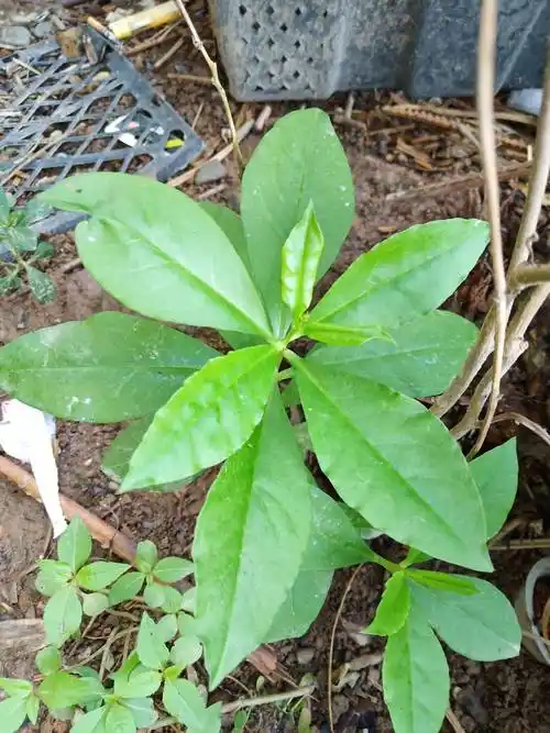 另外,最重要的一点是人参是五加科植物,而土人参属于马齿苋科,所以土