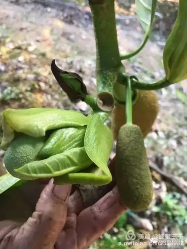 菠萝蜜甜蜜蜜,原来云浮藏着一个树菠萝果园!
