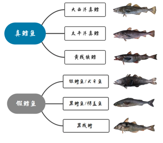 真鳕鱼补脑,假鳕鱼,核废水鳕鱼伤身,一图搞定宝宝鳕鱼!