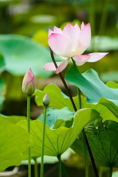 小荷花!小的哈!