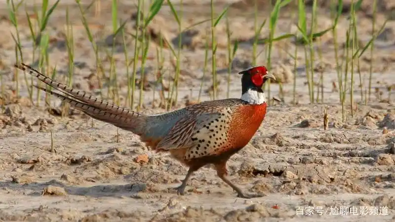 农村致富经,野山鸡的养殖,教你如何致富