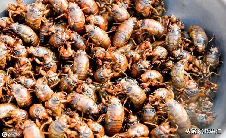 养知了猴一亩地的成本-知了猴养殖-农人网