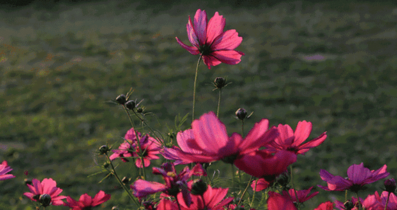 遍布着浪漫熏衣草,灿烂的向日葵,多彩的格桑花,饱满的百日草……开平
