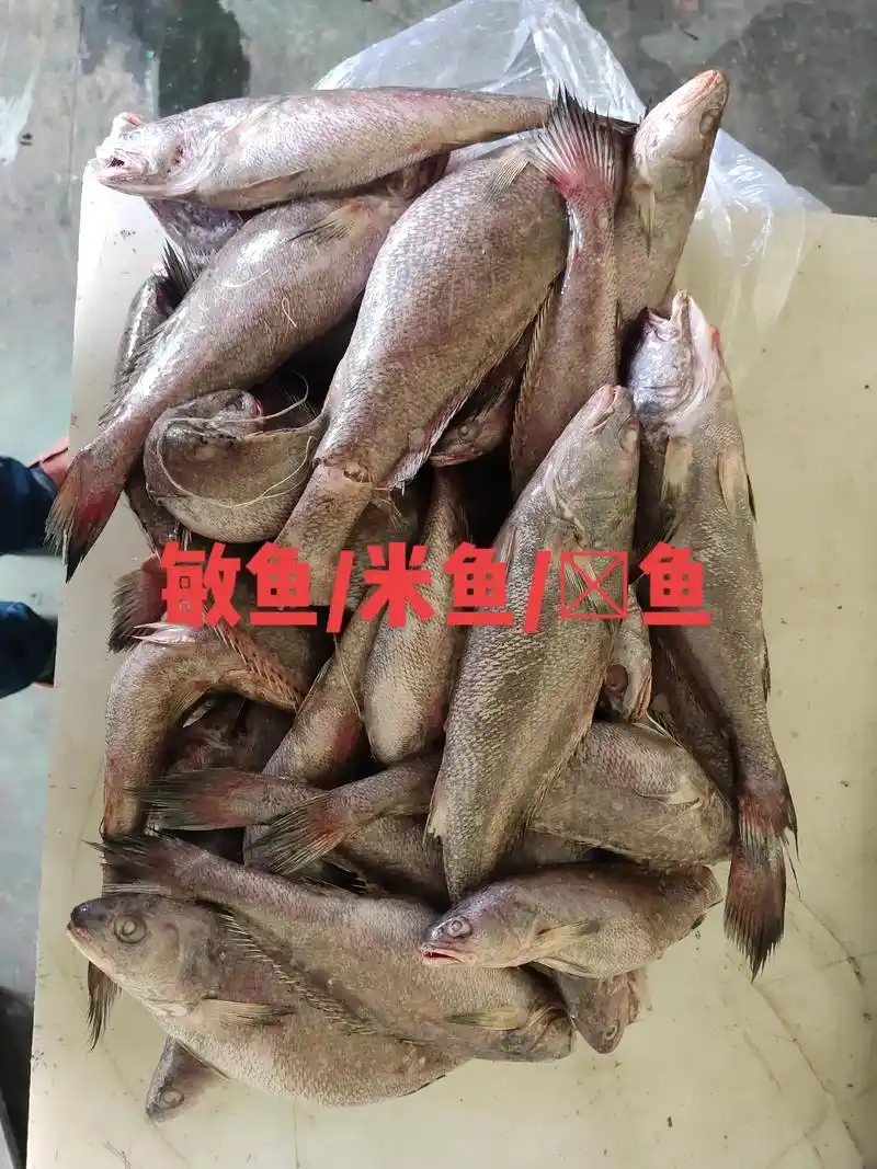 敏鱼/米鱼/鳘鱼,全系列产品.#创作灵感 #敏鱼 #米鱼#鳘 - 抖音