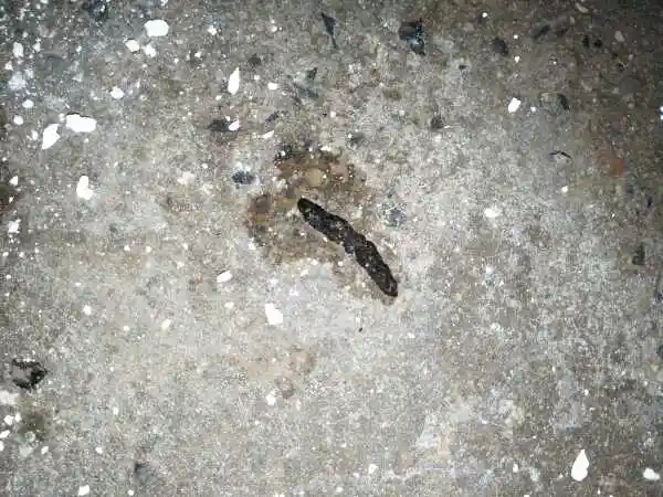 求解这是什么动物的粪便?