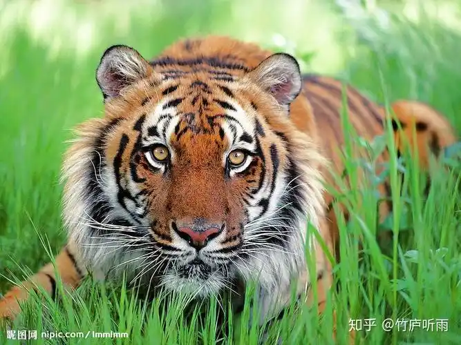 地球上有没有三只眼睛的生物? - 知乎