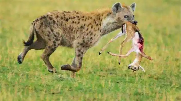 捕杀大羚羊幼崽,虽然羚羊拼死反抗,但幼崽最终还是被吃|动物捕食|野生