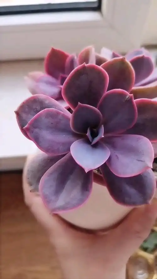 多肉紫珍珠,养好了美的紫出天际啊