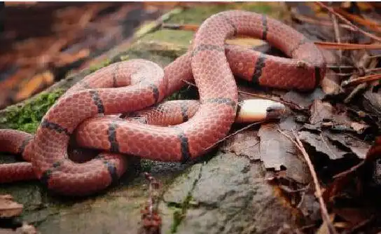 也是南方经常吃的一种肉用蛇,赤练蛇是典型的南方常见的红蛇,是微毒蛇