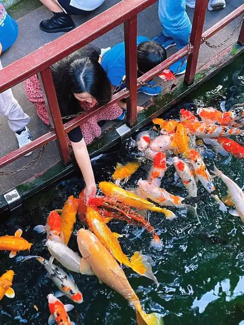 周末去哪儿玩去苏州寒山寺摸鱼逗去
