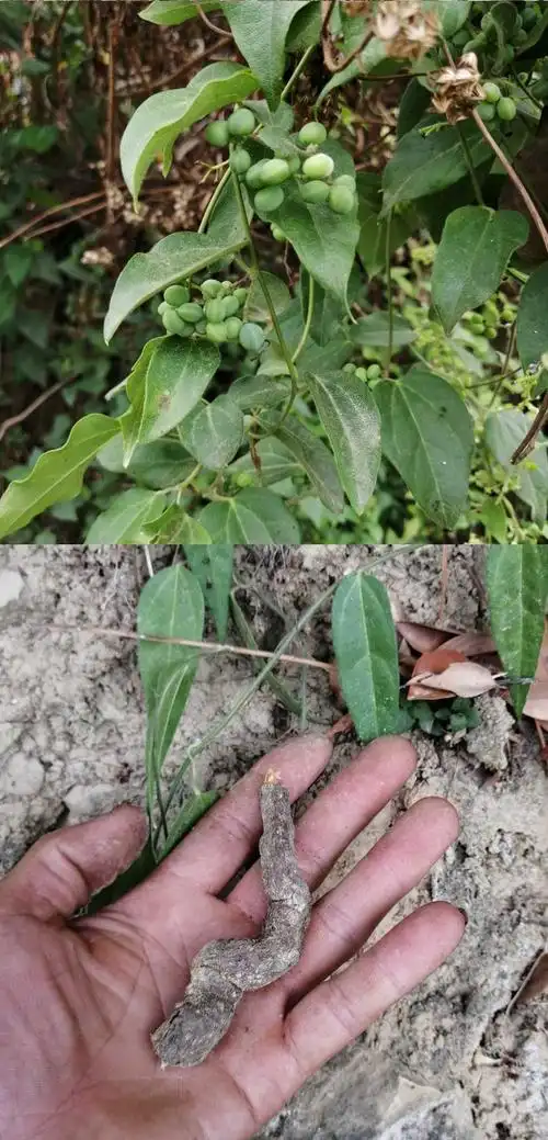 云南新鲜木防已 土防己 青藤根 百解薯 新鲜木防己根包邮500克_防己洽