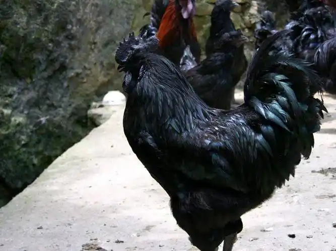 萌萌哒预售纯种大型黑乌鸡活苗黑乌鸡活体乌鸡苗脱温鸡小鸡苗五黑鸡活