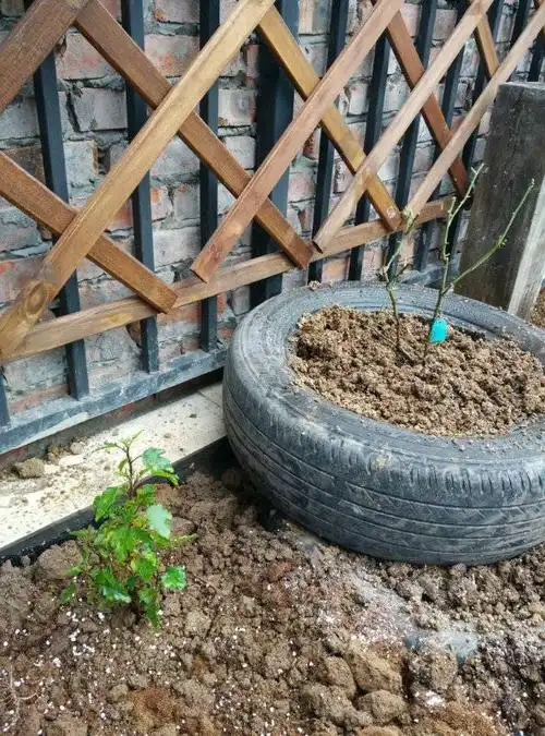 棵都是花友分享的种子长大的,而且正好是蓝gg和蓝mm去年春播的洋桔梗