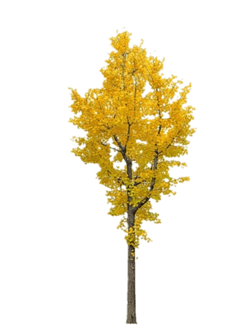 银杏树树叶背景图案免抠元素图片-元素素材3243660-万素网