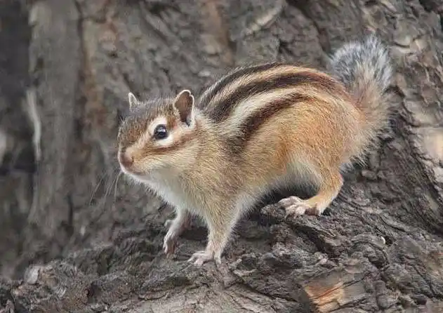 三彩松鼠,背部与尾巴为深红褐色,由两颊到侧面有条状白带,前肢与腹侧