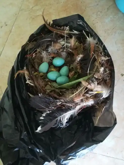 这是什么鸟的蛋?