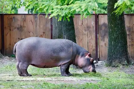 一种大型河马是食草动物半水生哺乳动物在大橡树附近有绿草的大河马在
