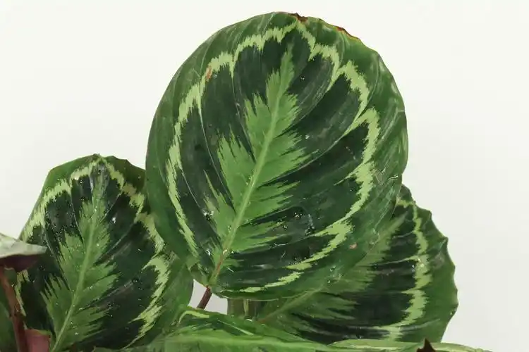 竹芋寓意和花语